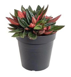 Peperomia caperata Rosso